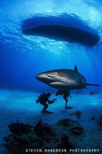 This Reef Shark comes into meet me as I settle to the bot... by Steven Anderson 